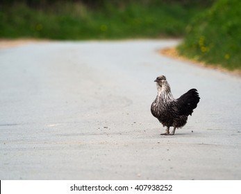 Chicken road slot, chicken road demo